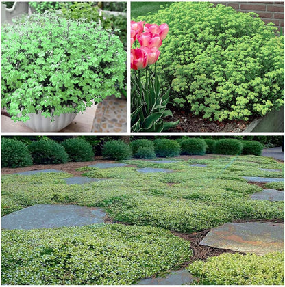 Creeping Thyme Homegrown Seeds🌱Easy to Plant and Grow Non-GMO Perennial Flower Premium Seeds🌺