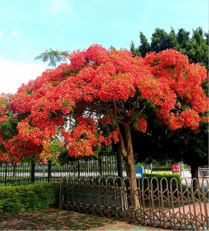 Royal Poinciana Seeds