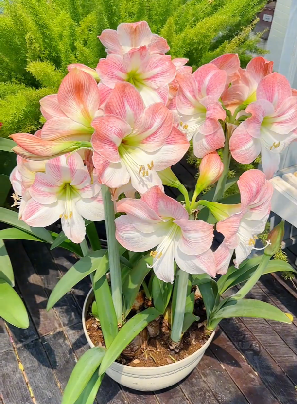Double-Petaled Perfume Amaryllis Bulbs