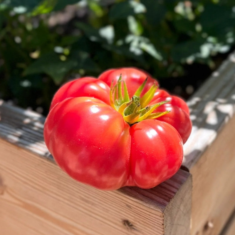 Organic Brandywine Tomato Seeds