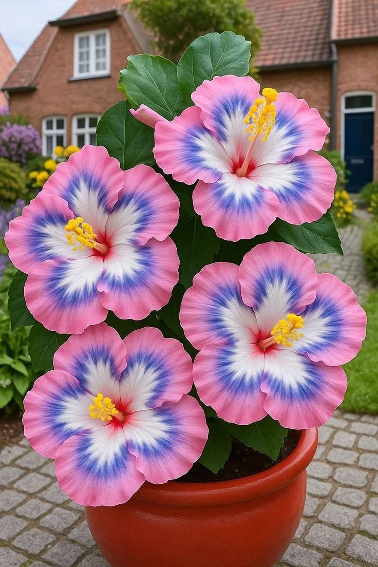🌺 Rare Hibiscus Seeds – Year-Round Blooms in Pots