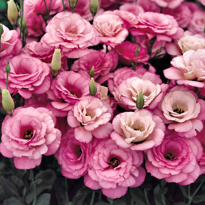 Hardy Perennial Lisianthus Seeds RHS Certified for British Garden Beds Beginner Friendly