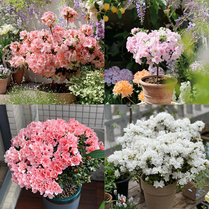 🌺Colorful Rhododendron Seeds