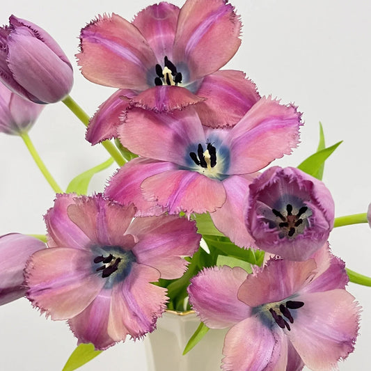 Frill Tulip seeds