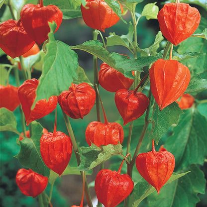Physalis Peruviana Golden Berry Seeds Lantern Fruit Seeds