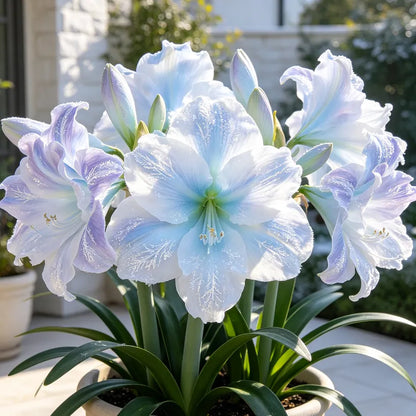🌺Giant Double Perfume Amaryllis Bulbs—Blooming In 40 Days