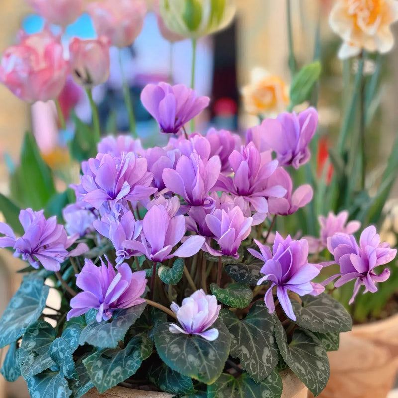 Cyclamen Flower Seeds