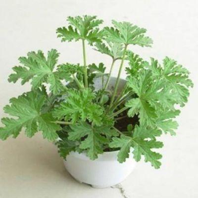 VENUS FLYTRAP SEEDS, PLANT SEEDS, INSECTIVOROUS PLANT, 100 SEEDS