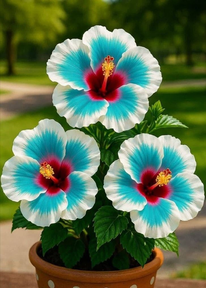🌺 Rare Hibiscus Seeds – Year-Round Blooms in Pots