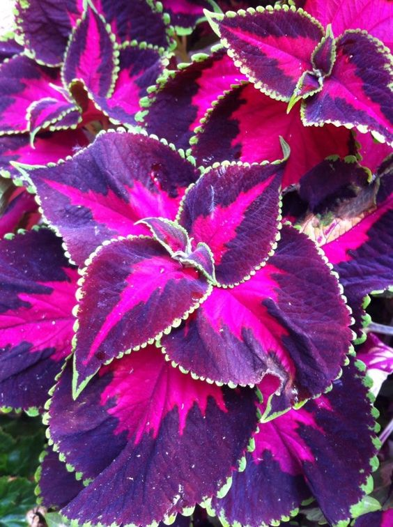 🌿Frost-Resistant Rare Color Coleus – Brighten Your Space with Unique Foliage 🌿