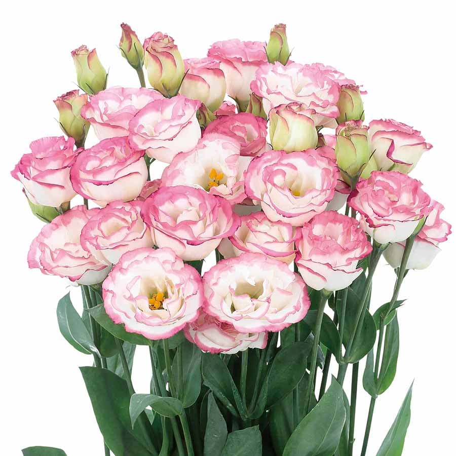 Hardy Perennial Lisianthus Seeds RHS Certified for British Garden Beds Beginner Friendly