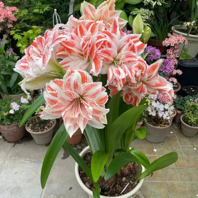 Double-Petaled Perfume Amaryllis Bulbs