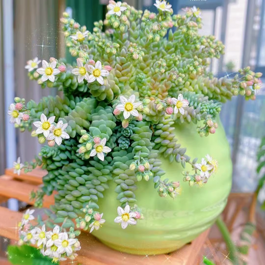 Rare High-end Succulent Seeds- Sedum Dasyphyllum 'Major'