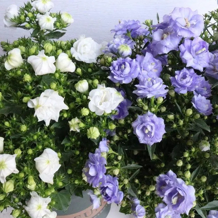Double Campanula Seeds