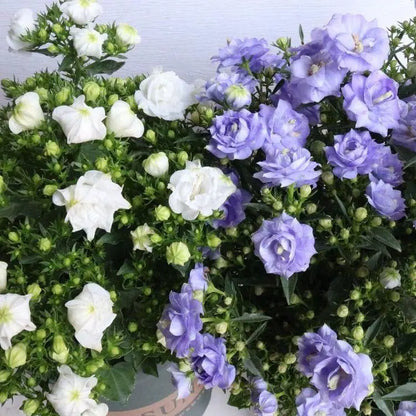 Double Campanula Seeds
