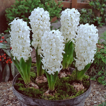 💜Hyacinth Bulbs – Fragrance You Can Grow