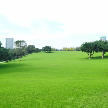 🌱High quality evergreen lawn seeds