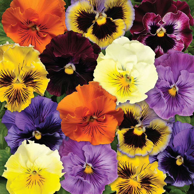 Pansy Seeds - Frizzle Sizzle Mix