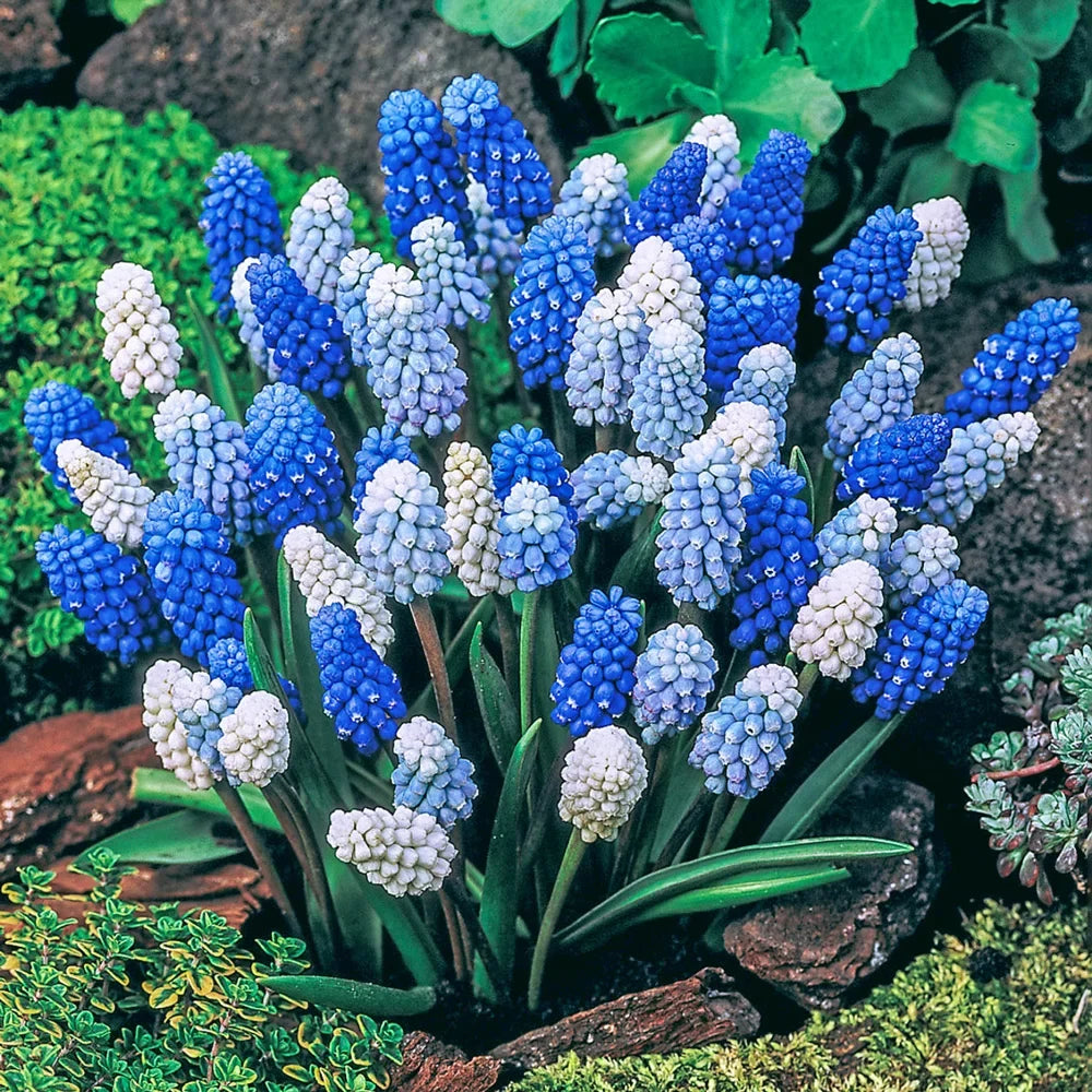 Muscari Magic Carpet Mix