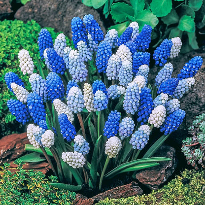 Muscari Magic Carpet Mix