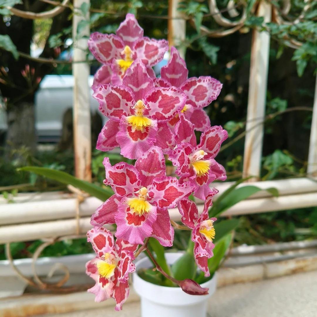 🌸Leopard Gemstone Orchid - Beautiful and Unique