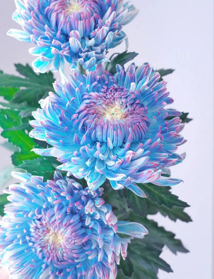 Starry Sky Peony Chrysanthemum Seeds