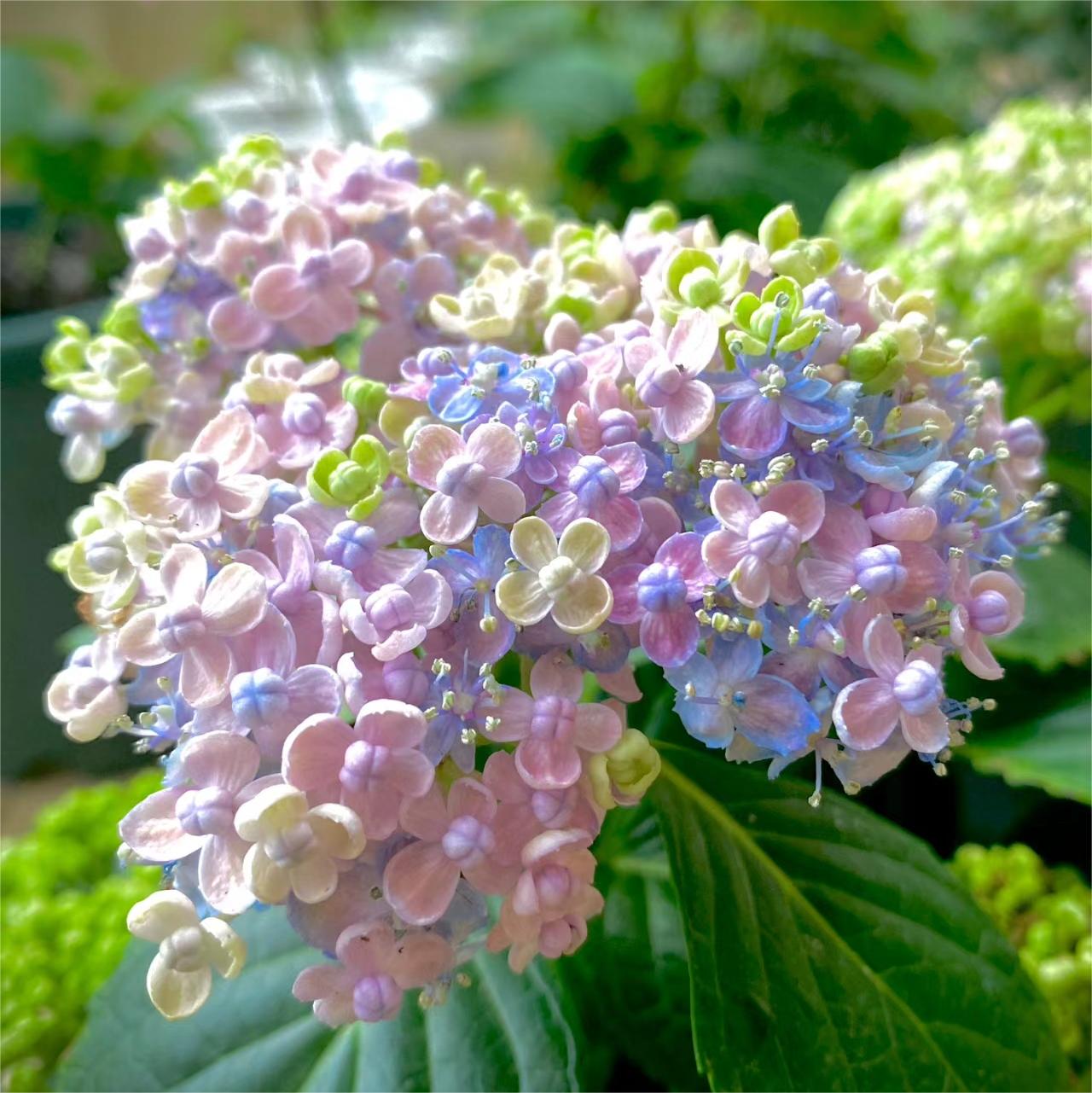 Ayesha Hydrangea macrophylla