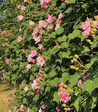 🌸Drunken Hibiscus - Changes Color Three Times a Day