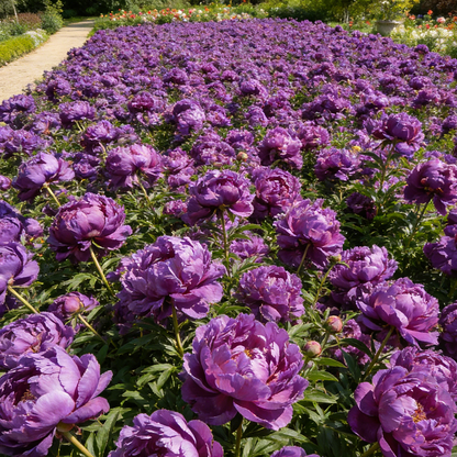 🌺"King of Flowers" Peony Flower Seeds