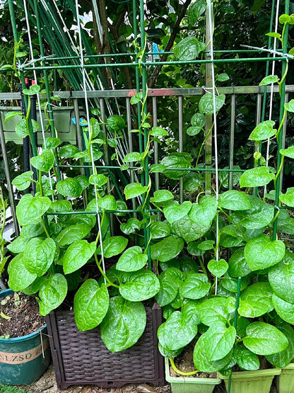 Basella Alba Seeds