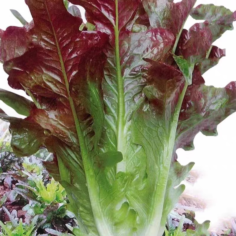 Coffee Leaf lettuce Seeds-🪴Harvest Within 30 days-Fewer Pests