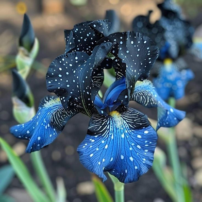 Blue flame-Rare Iris Bulbs⚜️
