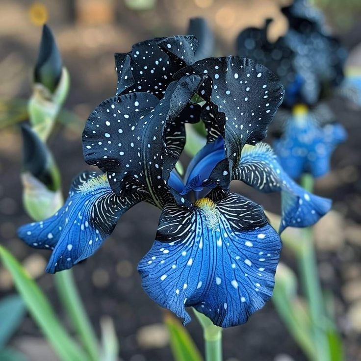 Black Starry Night-Rare Iris Bulbs⚜️