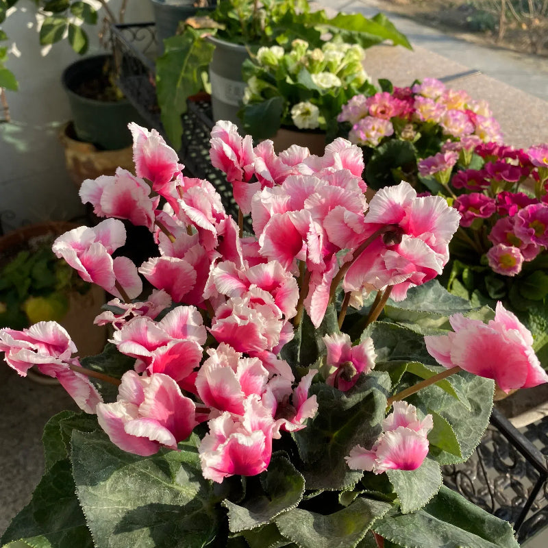 Cyclamen Flower Seeds