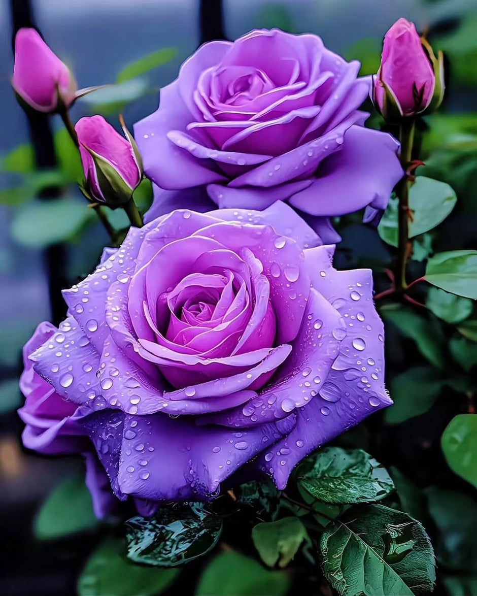Rare Rose🌹 – Gardenerstar
