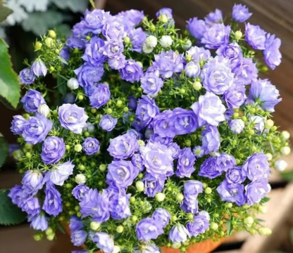 Double Campanula Seeds