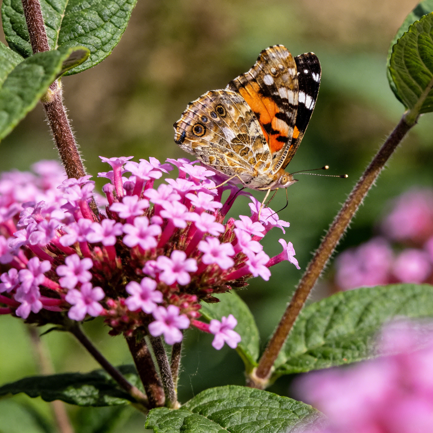 Milkweed Seeds for Monarch Butterfly Conservation-Easy to Grow, Drought Toleran