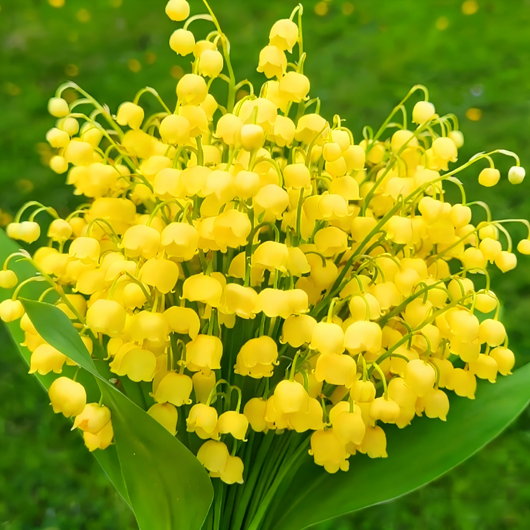 Lily of the Valley Brings Good Luck, Happiness & Purity 🌸