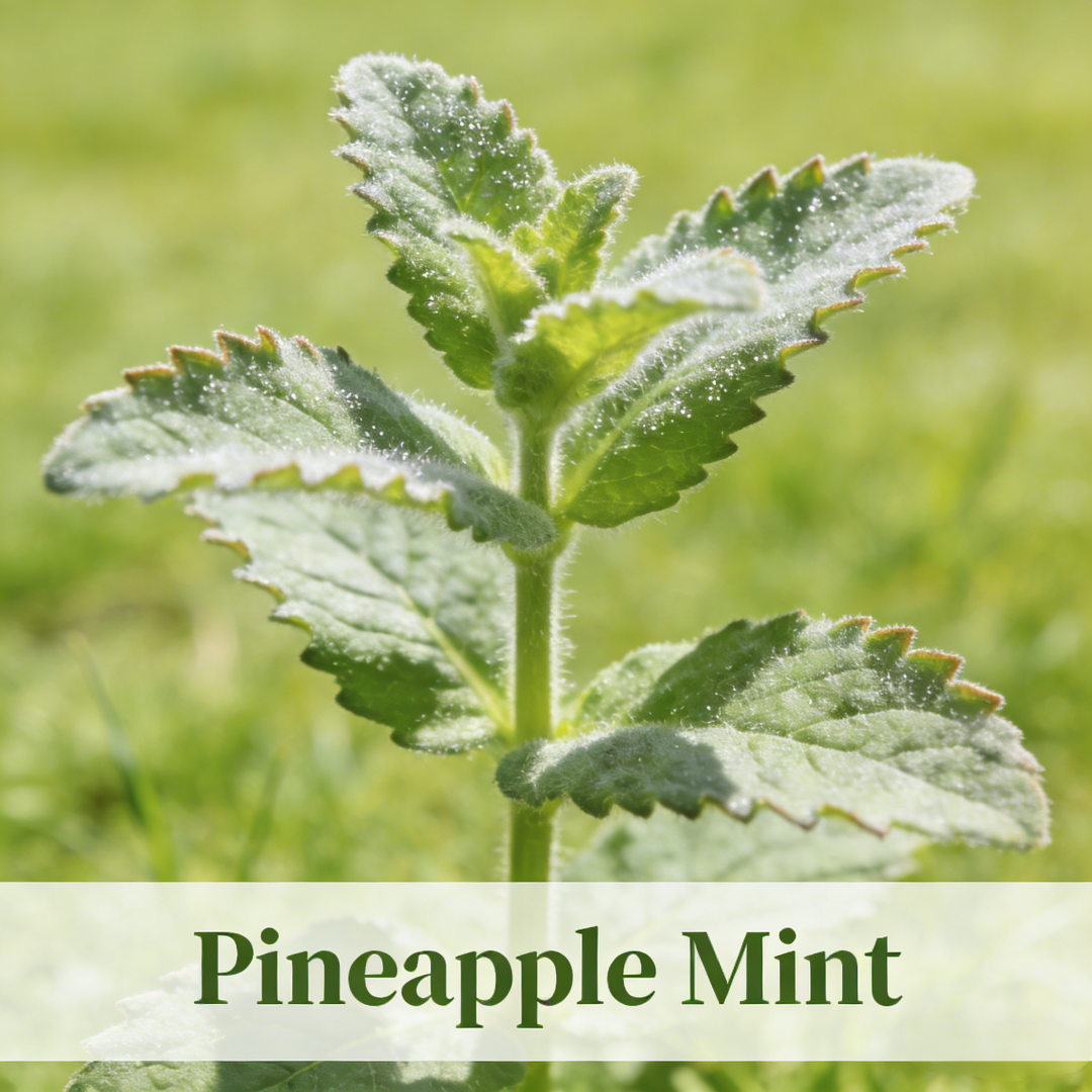 🌿Mint Seeds for Planting – Non-GMO Peppermint Seeds for Fresh Aroma & Everyday Wellness