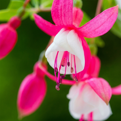 Fuchsia Flower Seeds – Stunning Hanging Lantern Flowers for Garden & Balcony