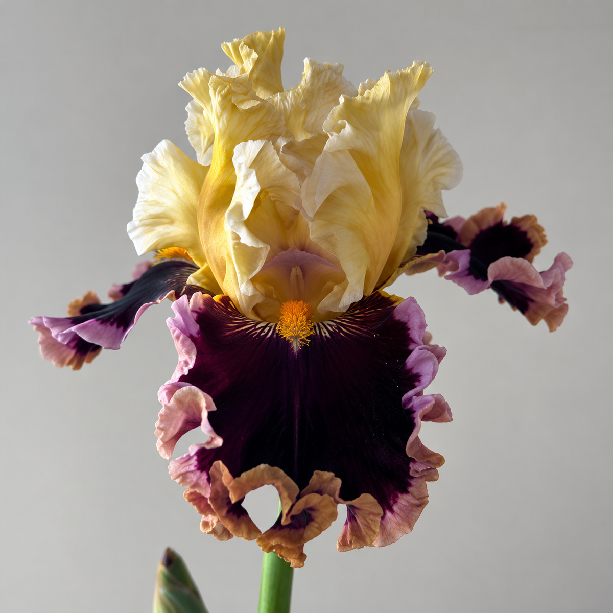 ⚜️German Bearded Iris Bulbs-Dramatic Ruffled Blooms•Lasting Perennial Beauty