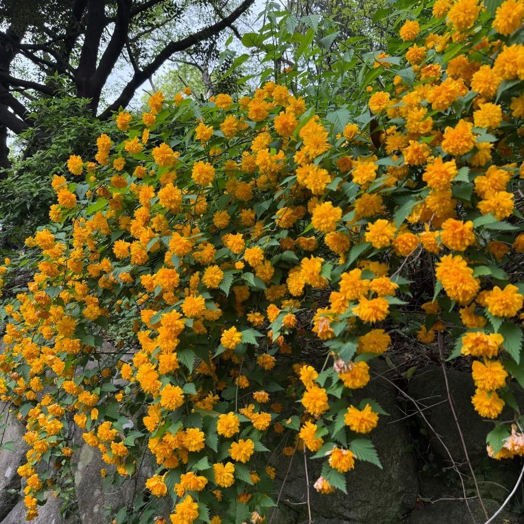 💛Double Japanese kerria—Elegant Golden Blooms