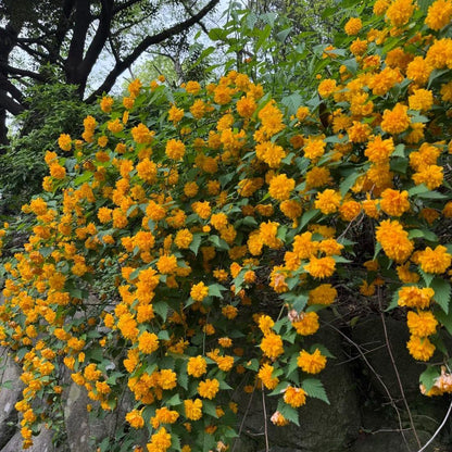 💛Double Japanese kerria—Elegant Golden Blooms