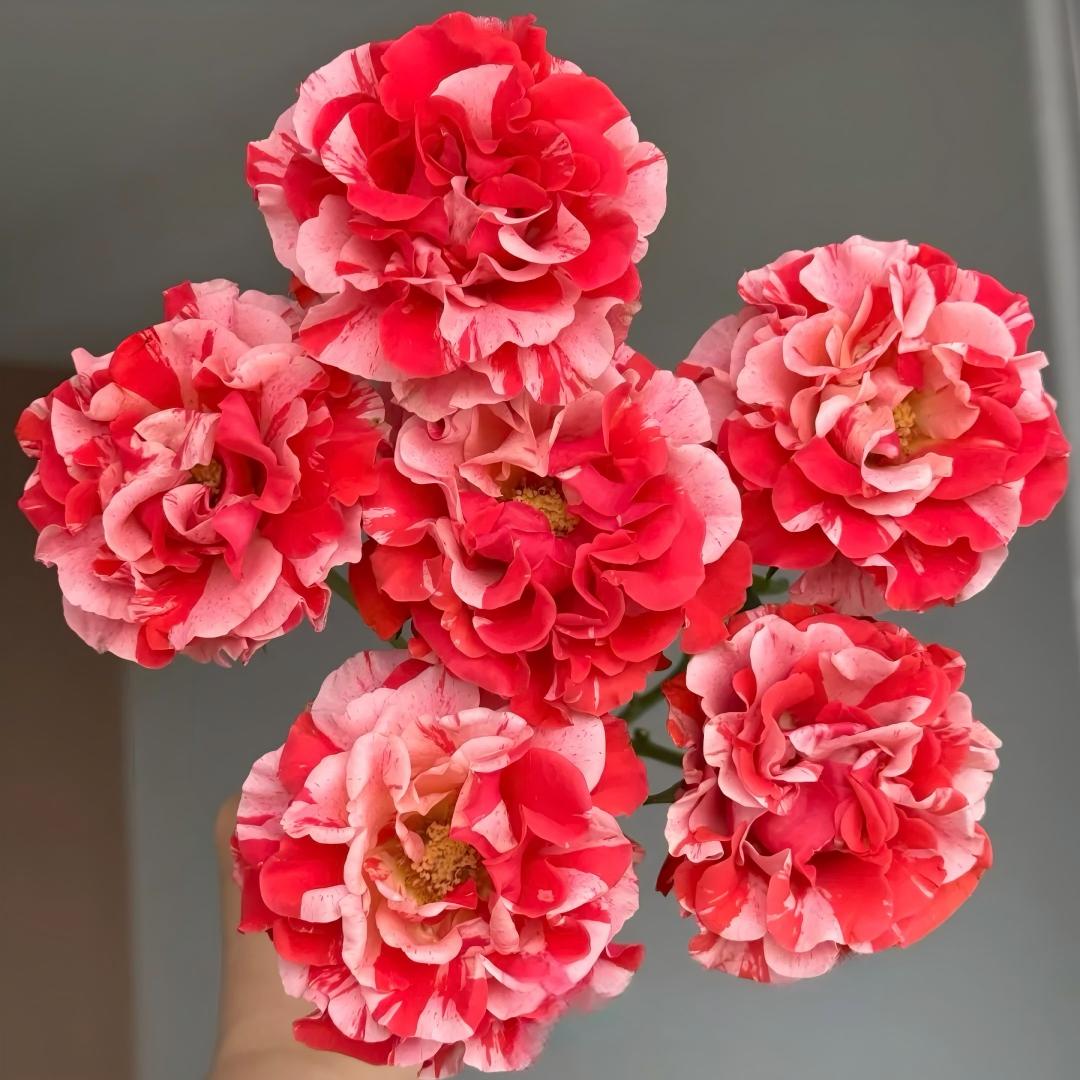 🌹 Rare Striped Rose Seeds