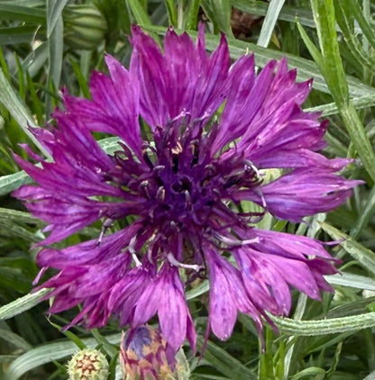 🌼Cornflower Seeds–Create A Colorful Summer Landscape