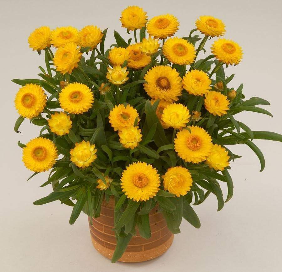 EVERLASTING STRAWFLOWER VINTAGE WHITE