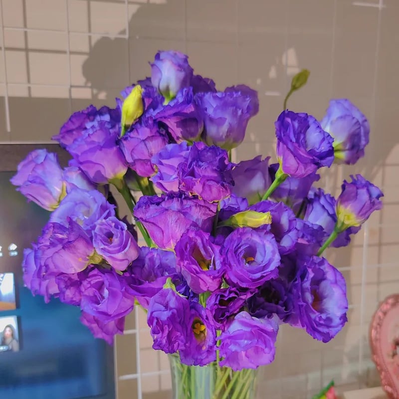 Hardy Perennial Lisianthus Seeds RHS Certified for British Garden Beds Beginner Friendly