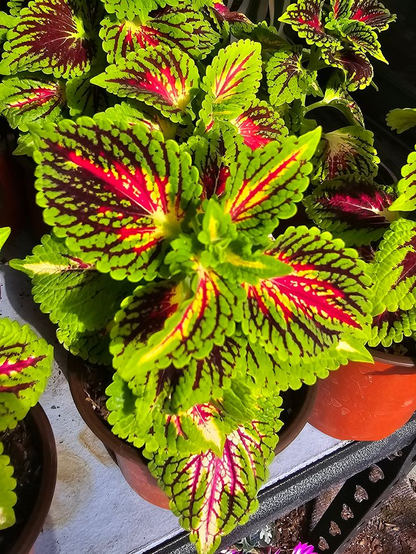 🌿Frost-Resistant Rare Color Coleus – Brighten Your Space with Unique Foliage 🌿