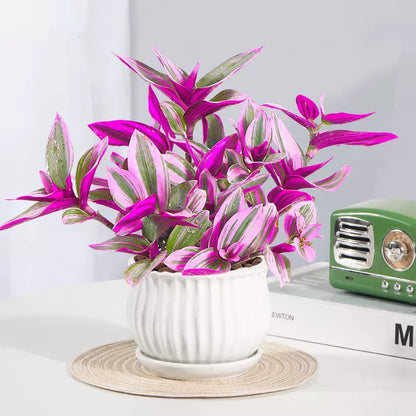 oil painting wedding spider plant for sale Oil Painting Spider Plant Seeds – Gardenerstar