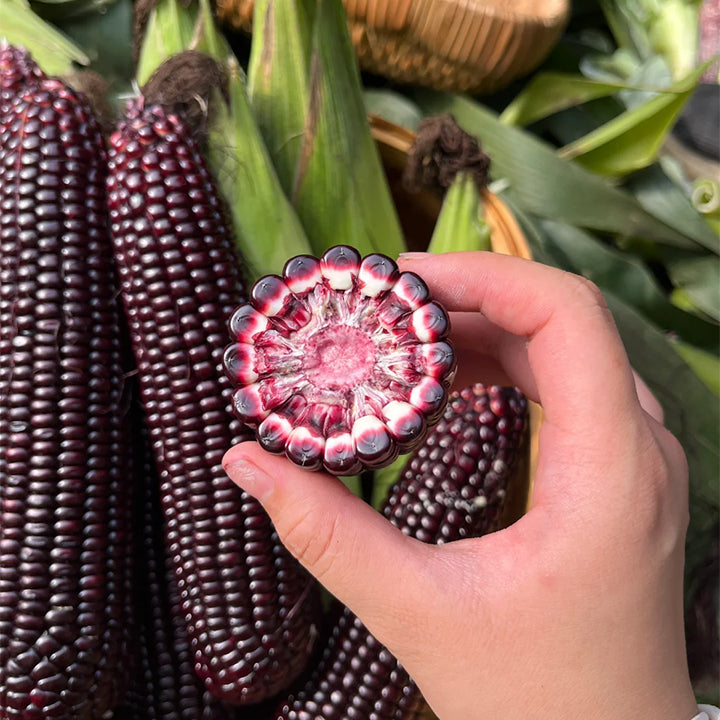 Gem Corn Seeds for Home Vegetable Gardens